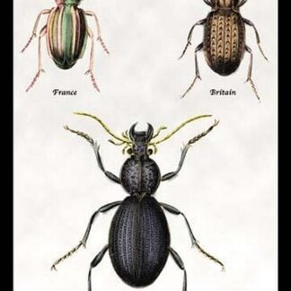 Beetles of Senegal