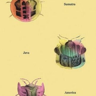Beetles of Sumatra