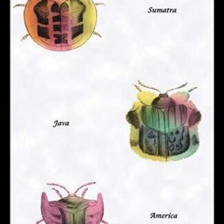 Beetles of Sumatra
