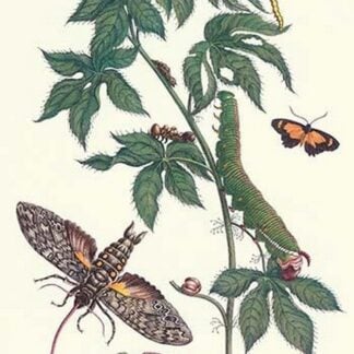 Bellyache Bush with a Giant Sphinx Moth and a Metalmark Butterfly by Maria Sibylla Merian
