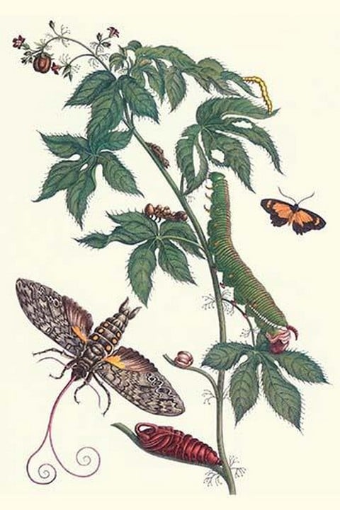 Bellyache Bush with a Giant Sphinx Moth and a Metalmark Butterfly by Maria Sibylla Merian