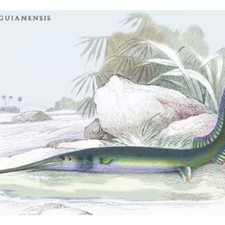 Belone Guianensis by Robert H. Schomburgk