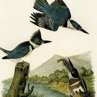 Belted Kingfisher by John James Audubon