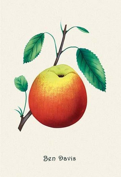 Ben Davis Orange