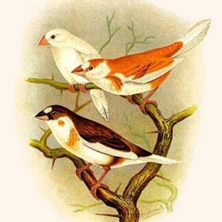 Bengalee by Frederick William Frohawk