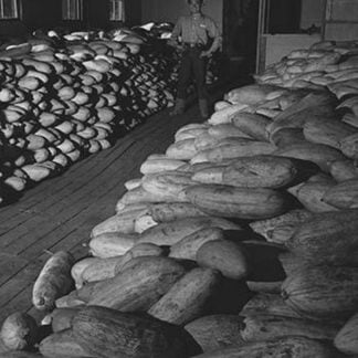 Benji Iguchi with squash by Ansel Adams