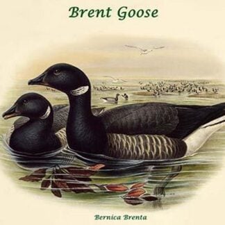 Bernica Brenta - Brent Goose by John Gould