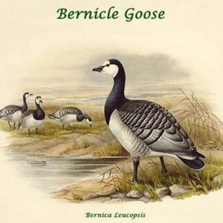 Bernica Leucopsis - Bernicle Goose by John Gould