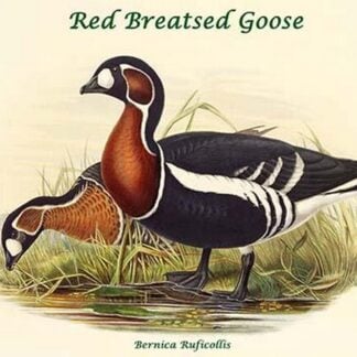 Bernica Ruficollis - Red-Breasted Goose by John Gould