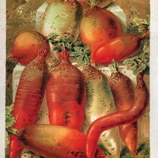 Betteraves Fourragers - Tuber Vegetables by Philippe-Victoire Lev que de Vilmorin