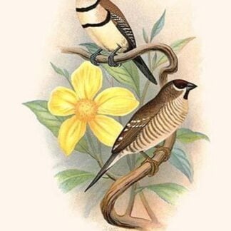 Bicheno's Finch & Cherry Finch by Frederick William Frohawk