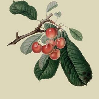 Bigarreau Cherry by William Hooker #2
