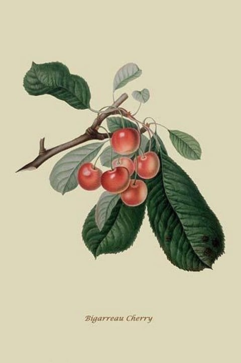 Bigarreau Cherry by William Hooker #2