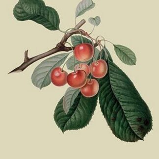 Bigarreau Cherry by William Hooker