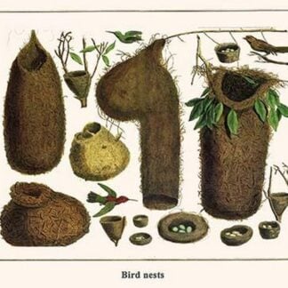 Bird Nests by Albertus Seba