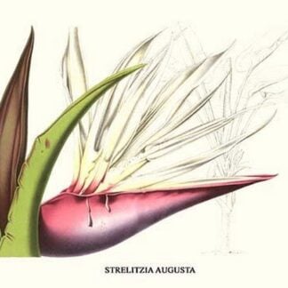 Bird of Paradise Flower by Louis Benoit Van Houtte