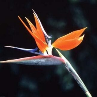 Bird of Paradise by Cmdr. John Bortniak