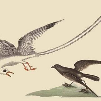 Bird of the Tropics by Mark Catesby