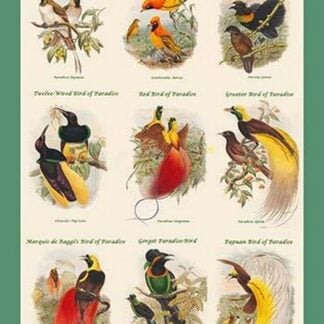 Birds of Paradise Composite I Vertical Classroom Poster by John Gould