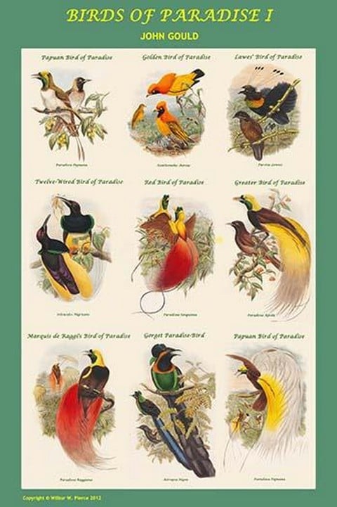 Birds of Paradise Composite I Vertical Classroom Poster by John Gould