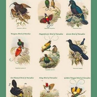 Birds of Paradise Composite II Vertical Classroom Poster by John Gould