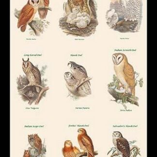 Birds of Prey - Owls - Vertical Classroom Poster I by John Gould