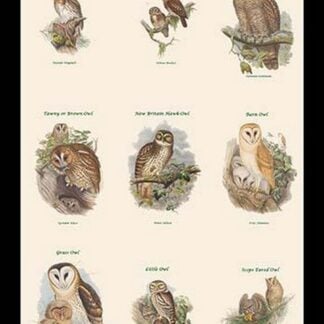 Birds of Prey - Owls - Vertical Classroom Poster II by John Gould