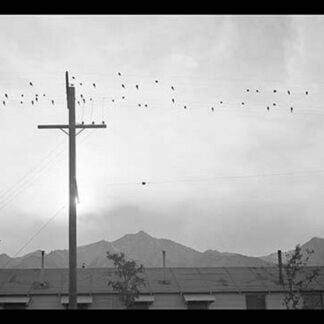 Birds on Wire by Ansel Adams