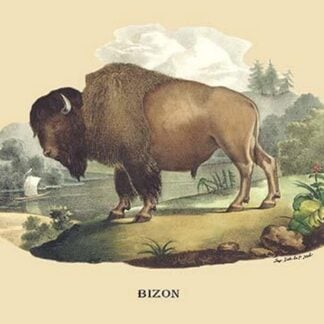 Bizon (Bison) by E. F. Noel