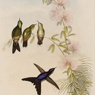 Black Backed Thornbill by John Gould