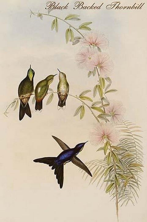 Black Backed Thornbill by John Gould