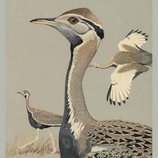 Black Bellied Bustard by Louis Agassiz Fuertes