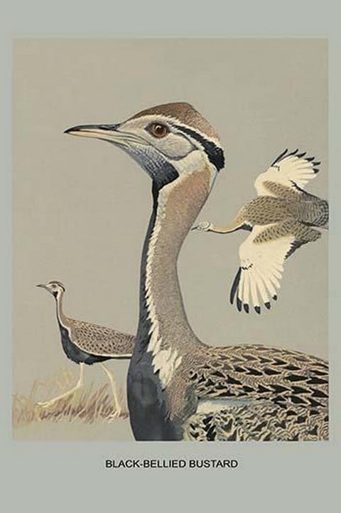 Black Bellied Bustard by Louis Agassiz Fuertes