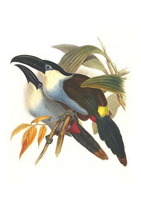Black Billed Mountain Toucan by John Gould