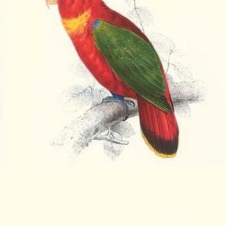 Black-Ccapped Lory - Lorius Domicella by Edward Lear
