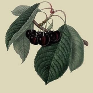 Black Circassian Cherry by William Hooker #2