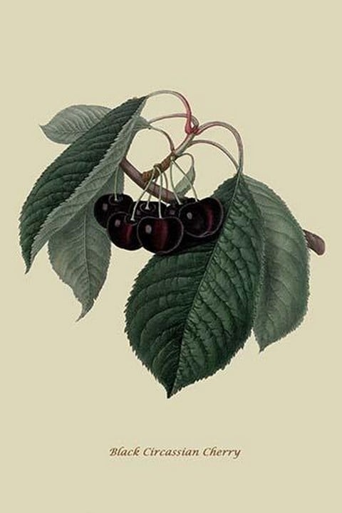 Black Circassian Cherry by William Hooker #2