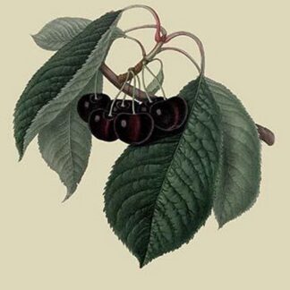Black Circassian Cherry by William Hooker
