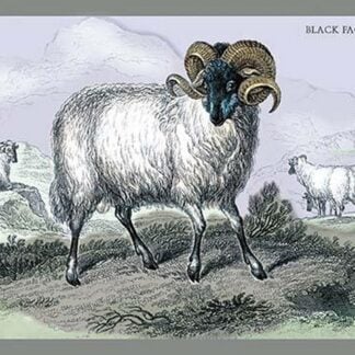 Black Faced Ram by John Stewart