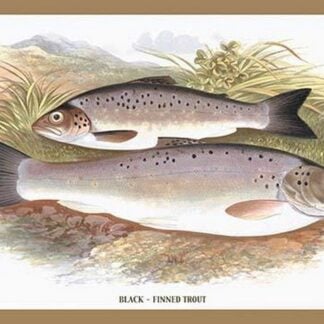 Black-Finned Trout by A.F. Lydon