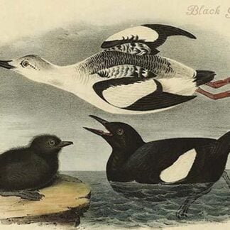 Black Guillemot by John James Audubon