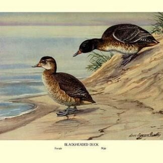 Black-Headed Duck by Louis Agassil Fuertes