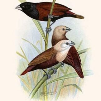 Black Headed Mannikin & White Headed Mannikin by Frederick William Frohawk