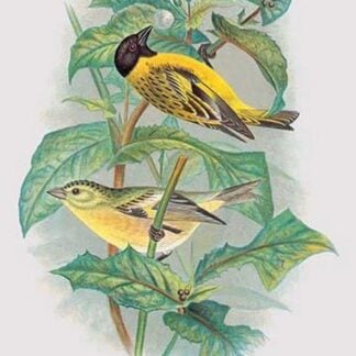 Black-Headed Siskin by Arthur Gardiner Butler