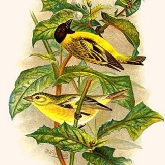 Black Headed Siskin by Frederick William Frohawk