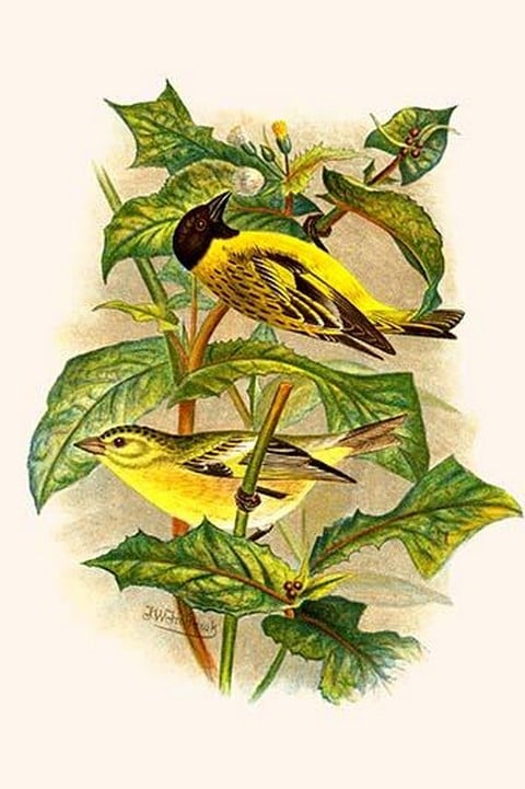 Black Headed Siskin by Frederick William Frohawk