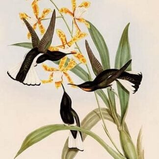 Black Jacobin Hummingbird by John Gould