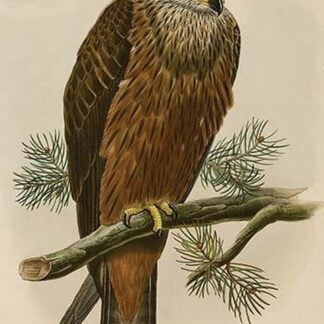 Black Kite by John Gould