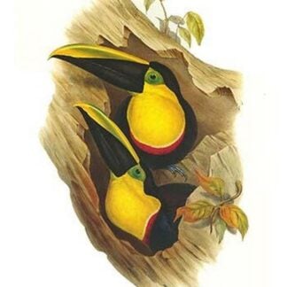Black-Mandibled or Yellow Throated Toucan by John Gould