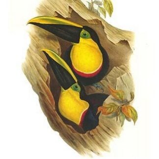 Black-Mandibled or Yellow Throated Toucan by John Gould